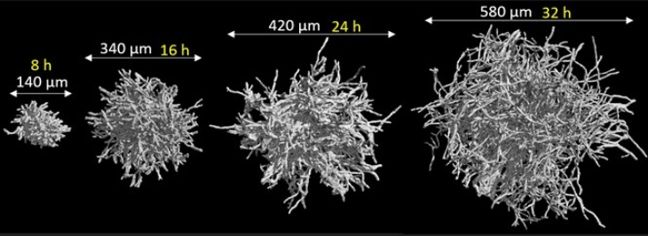 Development of individual filamentous mould pellets over time in a bioprocess. Graphic: TU München/ Lehrstuhl für Systemverfahrenstechnik Laborfoto Schimmelpilze Lehrstuhl-für-systemverfahrenstechnik