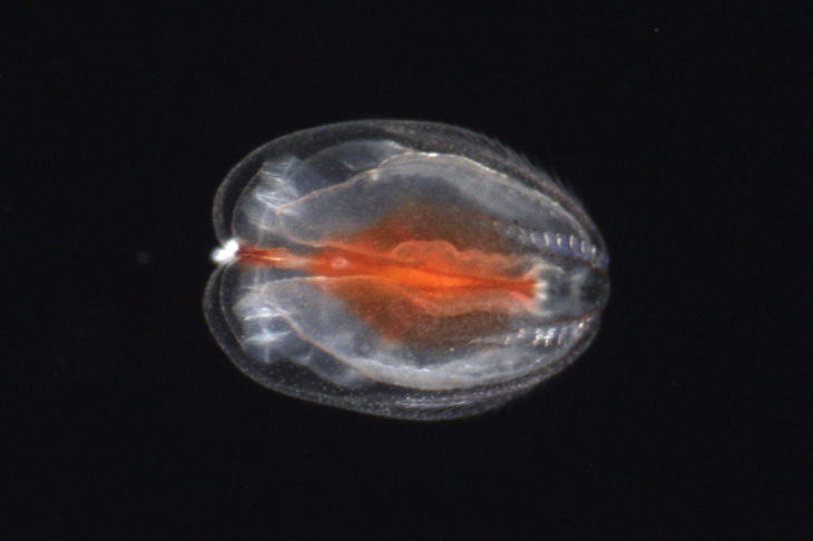Photo Jellyfish