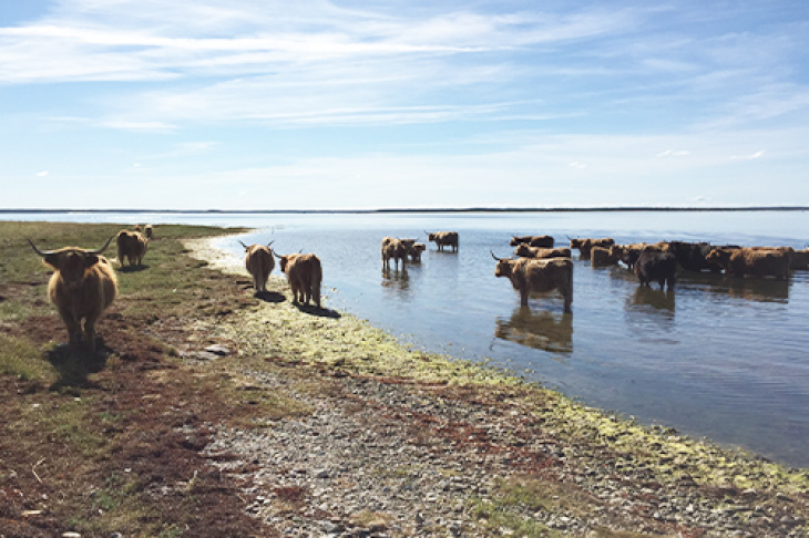 Bild Rinder an der Ostsee