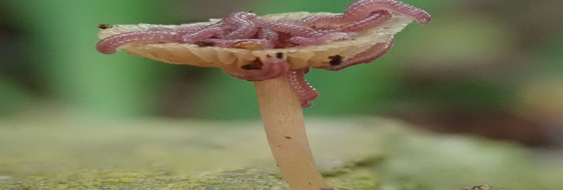 A mushroom with centipedes 