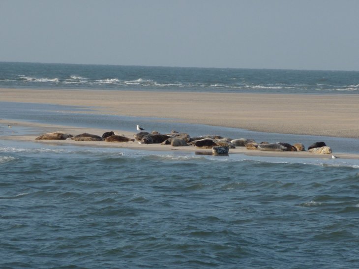 Robben auf einer Sandbank nahe der Nordfriesischen Küste, von der Prandtl aus, März 2013
