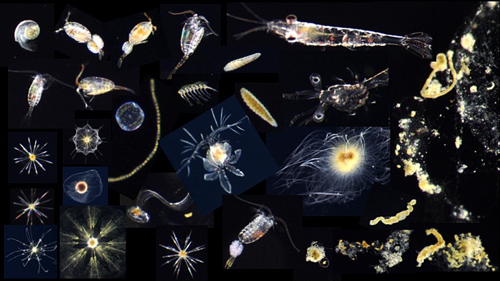 Zooplankton and marine snow 