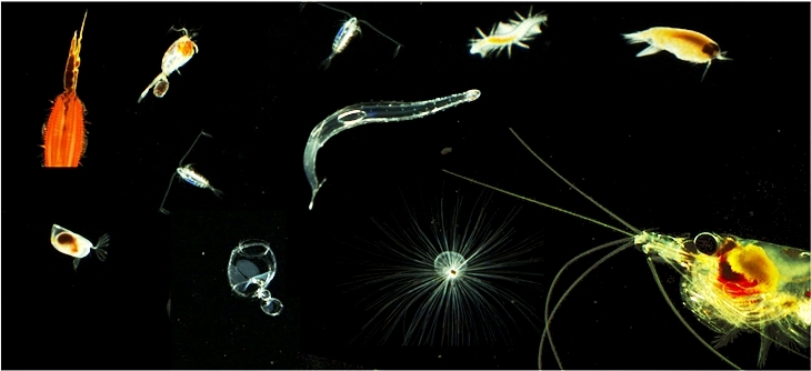 Beispielbilder von Planktonorganismen, die mit einem Unterwasserobservatorium aufgenommen wurden. <i>-Bild: Klas Ove Möller / Hereon-</i>