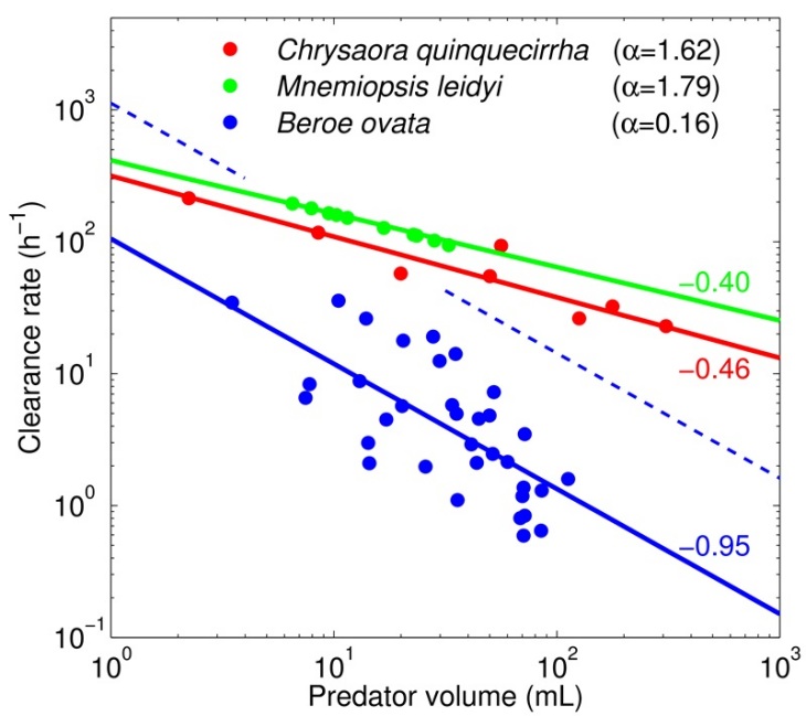 Clearance rate versus predator volume for different gelatinous zooplankton