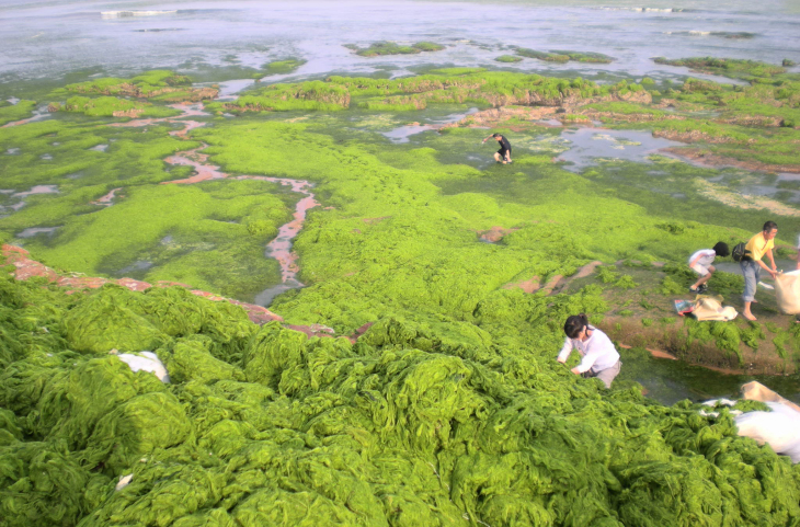 Algae bloom on China's coast