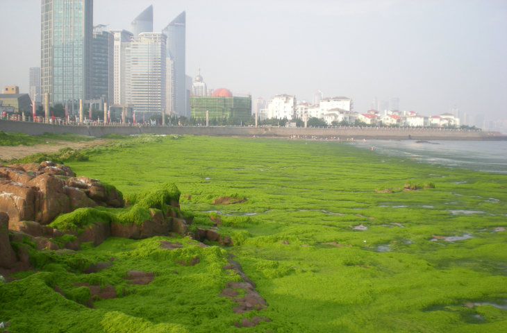 Algae bloom on China's coast