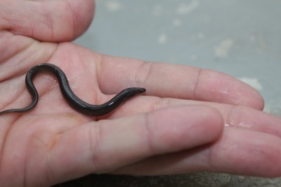 Eel in the palm of one's hand
