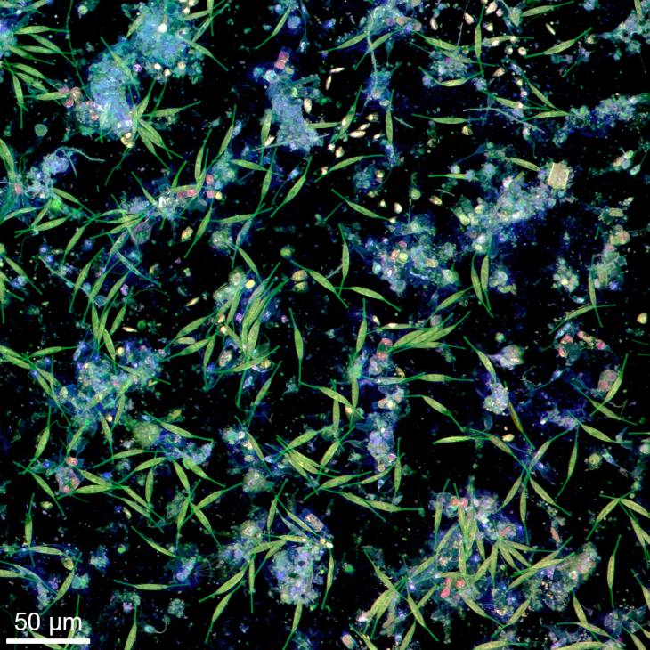Von Bakterien und Mikroalgen auf einer Plastikoberfläche in Wasser aus der Kieler Förde gebildeter Biofilm. Die Aufnahme wurde mit Konfokaler Laserrastermikroskopie angefertigt.