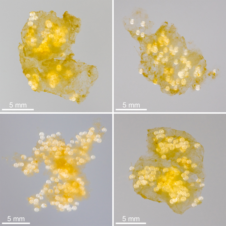 Typical aggregates consisting of plastic beads and biogenic particles, which were formed during the laboratory experiments.