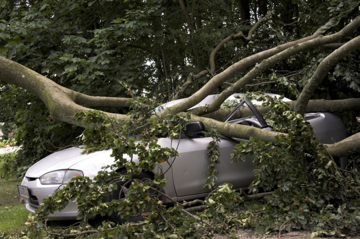 Car under a fallen tree