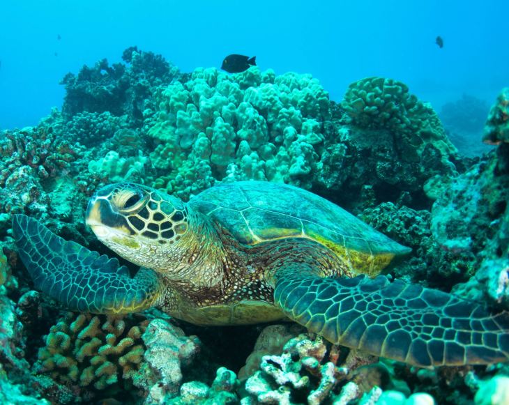 Grüne Meeresschildkröten finden im flachen Wasser der Saya de Malha Bank reichlich Nahrung.