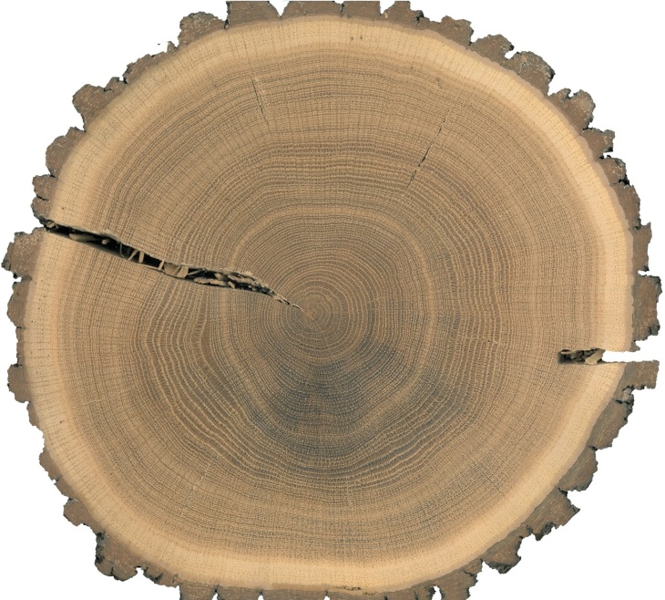 Cross section of an oak tree trunk